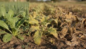 découvrez combien de temps un désherbant met pour agir efficacement et comment optimiser son efficacité pour un jardin sans mauvaises herbes.