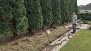 découvrez les principaux inconvénients des cyprès à connaître avant de les planter dans votre jardin, pour éviter surprises et problèmes à long terme.