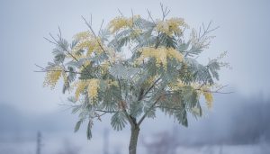 découvrez si le mimosa perd ses feuilles en hiver, comment en prendre soin durant la saison froide et assurer sa santé tout au long de l'année.